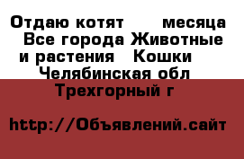 Отдаю котят. 1,5 месяца - Все города Животные и растения » Кошки   . Челябинская обл.,Трехгорный г.